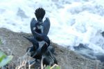 PICTURES/La Jolla Cove - Cormorants & Pelicans/t_BC1.JPG